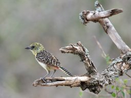 Western_Corridor2009-122